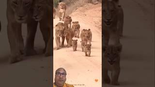 The Lion family is going somewhere #safari #reaction #wildlife #lioncub #lioness #nature #viralshort