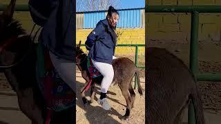 Funniest Donkey Ever Donkey Training the fun way 850