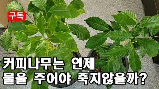 커피나무의 물주기 할때를 쉽게 알수있는 방법! 4K 식물다큐! An easy way to know when to water your coffee tree