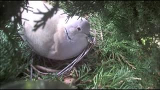 Male Collared Dove Calling To Female At Nest Site 26/5/2016