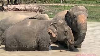 Elephant forest siem reap province of Cambodia.