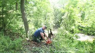 This Massive Black Walnut Is THE MOST DANGEROUS Tree I have Ever Cut Down