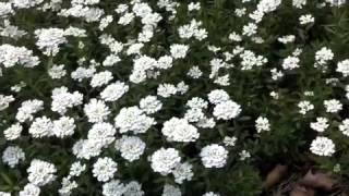 Iberis sempervirens -  Evergreen Candytuft