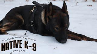 Protection Evaluation | Mace Czech German Shepherd