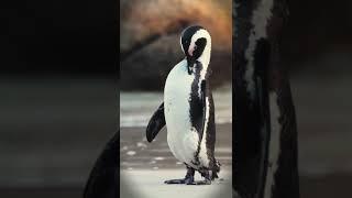 The Most Beautiful Birds Collection ULTRA HD | vmex official | #shorts #animals #birds #nature