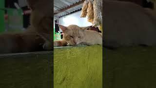 Kucing rebahan