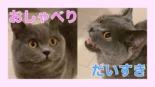 甘えた鳴き声がかわいい猫【ブリティッシュショートヘア】