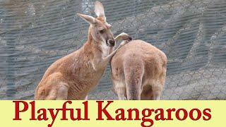 Playful Kangaroos | Hopping Kangaroos | Cute Red Kangaroo | Wallaby | Hopping Marsupials