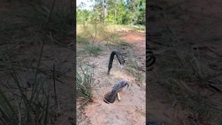 Amazing New big snake trap #animals #wildlife #survival #snaketrap #shortvideo