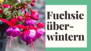 Fuchsien überwintern - Fuchsie winterhart machen