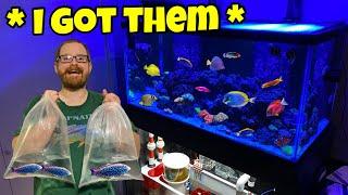 EXPERTS Said DONT Buy These Saltwater Fish