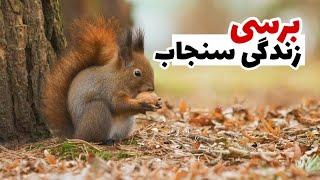 تجزیه و تحلیل زندگی سنجاب ها| از دردسرهاشون تا گوشت....