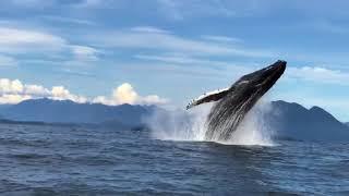 A Humpback Whale Breaches in Tofino, B.C. and Performs a Full 360-Degree Spin