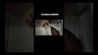 两只猫的住院日常：一个搞装修，一个努力卖萌 #shorts #cat