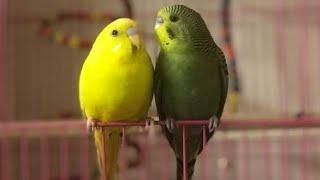 CUTENESS OVERLOADED   Please Comment YES or NO  #SHORTS #Budgies #radhikaramanathan #tamilvlog