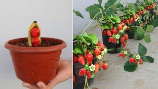 Strawberry is big, sweet and succulent if you grow it this way