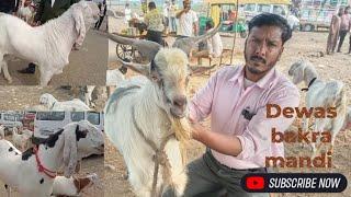 Dewas bakra mandi live update 26 December 2024