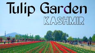 Tulip Garden Kashmir 2022 || By:Ashish Chaturvedi #VlogsofAshish #TulipGarden2022 #India