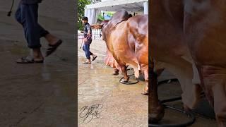 Sahiwal bull with extraordinary depth and muscle