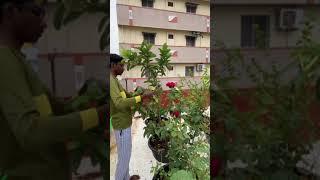 first harvest of guava fruit on my terrace garden ️