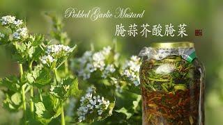 Pickled Garlic mustard (with CC subtitles)