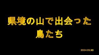 県境の山で出会った鳥たち