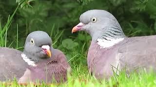 Wood Pigeon Couple