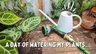 watering HOUSEPLANTS| plant chores!