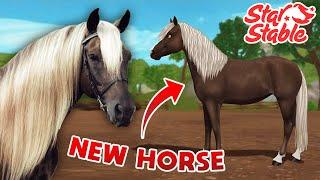 New Horse Breeds Players Want in Star Stable Online 