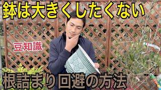 【おしゃれな鉢を使い続けたい方】同じ鉢を長く使う方法！！