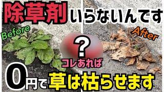 除草剤使わないで草を枯らす！○○あれば0円で草は枯れるんです！