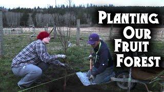 Our First Big Homestead Project: Planting Fruit & Nut Trees