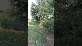 v/s  #youtubeshorts #viral_short #viralvideo #santkrupa
