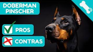  ADVANTAGES AND DISADVANTAGES of owning a DOBERMAN PINSCHER  PROS AND  CONS DOBERMAN PINSCHER