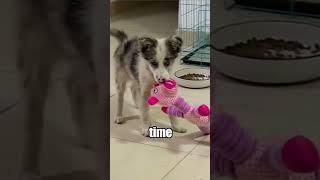 A tattered puppy becomes brand new #story #animals #cute
