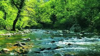 Relaxing River Sounds - Peaceful Forest River - 8 Hours Long - HD 1080p - Nature Video