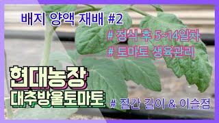 현대농장 양액 배지 영농일지 #2, 토마토 절간 길이 관리와 이슬점 관리