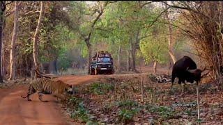 Ultimate face off between Tiger and Male Gaur.