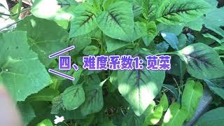 【007 种植-3】【 懒人种菜秘笈-1】六种不招虫的绿叶菜/懒人福音：种一次吃几年/没时间也能种好菜/ six kinds of leaf vegetables to grow in summer