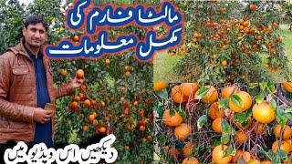 Malta Farm || kino Farm || citrus farm || Malta farming in Pakistan || How to start Malta farming