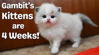 Ragdoll Kittens 4 weeks Old | So Cute