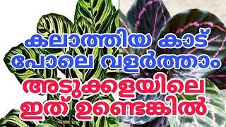 മുരടിച്ച കുറ്റിയിലും ഇലകൾ നിറയും Calathea Plant Care