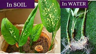 Easiest Way To Multiply Dieffenbachia Plant With Update