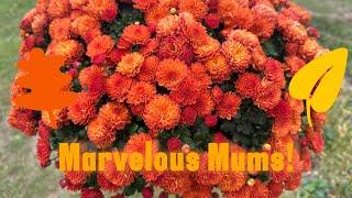 Fabulous Fall Mums: Tour & Grow Guide