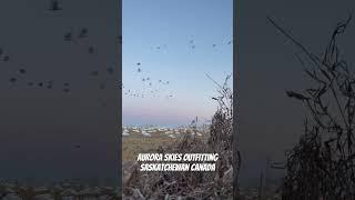 Epic Saskatchewan Snow Goose Hunting with Aurora Skies Outfitting. Endless shooting opportunity.