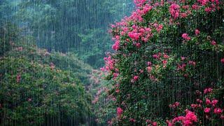 Whispers of the Crape Myrtle Forest: Summer Rain ASMR