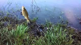 Golden shiner fishing