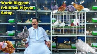 World Biggest Frillback Pigeon Setup | Fancy Pigeon Biggest Farm | Pigeon Farming Urdu / Hindi