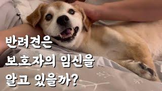 강아지와 함께 아기방 꾸미기ㅣ만삭 임산부와 누렁이 일상ㅣ임신 38주