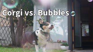 Corgi vs. Bubbles